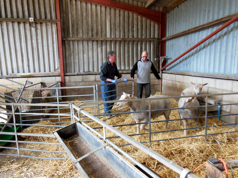 Loading sheep for Switzerland